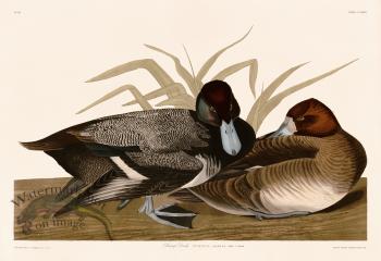 229 Scaup Duck